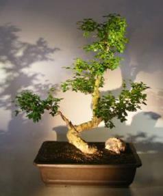 Flowering Ligustrum Bonsai Tree<br><i></i>Curved Trunk & Tiered Branching Style<br><i></i>(ligustrum lucidum)