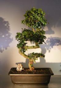 Flowering Fukien Tea Bonsai Tree<br><i>(ehretia microphylla)</i>