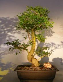 Flowering Ligustrum Bonsai Tree<br>Curved Trunk & Tiered Branching Style<br><i>(ligustrum lucidum)</i>