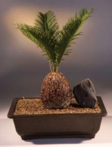 Sago Palm Bonsai Tree<br><i>(cycas revoluta)</i>