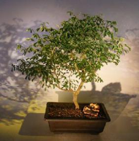 Flowering Brazilian Raintree Bonsai Tree<br><i>(pithecellobium tortum)</i>