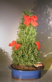Flowering Rosemary<br>Christmas Tree Style<br><i>(rosmarinus officinalis)</i>