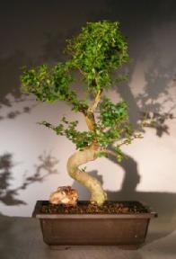 Flowering Ligustrum Bonsai Tree<br>Curved Trunk & Tiered Branching Style<br><i>(ligustrum lucidum)</i>