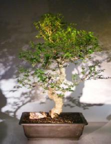 Flowering Ligustrum Bonsai Tree<br>Curved Trunk & Tiered Branching Style<br><i>(ligustrum lucidum)</i>