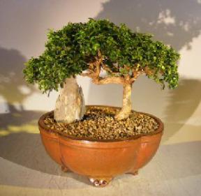 Japanese Kingsville Boxwood Bonsai Tree<br><i>(buxus microphylla compacta)</i>