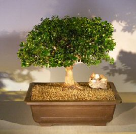 Japanese Kingsville Boxwood Bonsai Tree<br><i>(buxus microphylla compacta)</i>