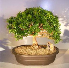 Japanese Kingsville Boxwood Bonsai Tree<br><i>(buxus microphylla compacta)</i>