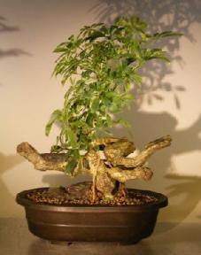 Hawaiian Umbrella Bonsai Tree<br>Pheonix Graft<br><i>(arboricola schfflera)</i>