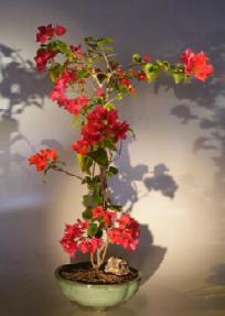 Bougainvillea - Flowering Vine<br>Upright Style<br><i>(pink pixie)</i>