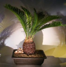 Sago Palm Bonsai Tree<br><i>(cycas revoluta)</i>