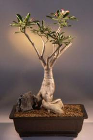 Desert Rose Bonsai Tree<br><i>(adenium obesum)</i>