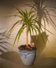 Dracena Bonsai Tree<br><i>(Dracena Marginata)</i>