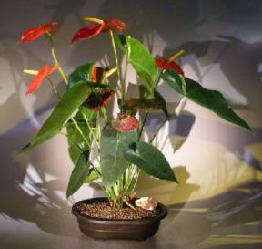 Flowering Red Anthurium(