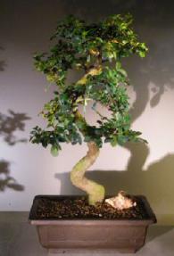 Flowering Fukien Tea Bonsai Tree<br><i>(ehretia microphylla)</i>