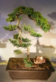 Juniper Bonsai Tree - Trained <br><i>(juniper procumbens nana)</i>