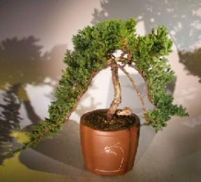 Weeping Juniper Bonsai Tree<br><i>(juniper procumbens nana)</i>