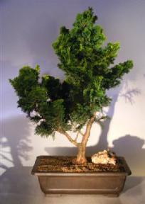 Dwarf Hinoki Cypress Bonsai Tree<br><i>(chamecyparis 