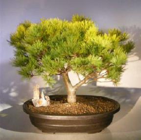 Japanese White Pine Bonsai Tree <br><i>(pinus strobus 'soft touch')</i>