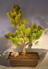 Japanese White Pine Bonsai Tree <br><i>(pinus strobus 'soft touch')</i>