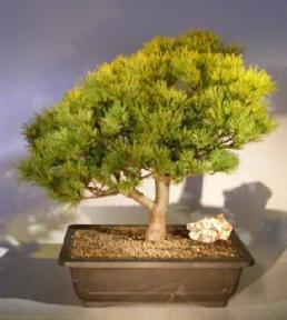 Japanese White Pine Bonsai Tree <br><i>(pinus parviflora 'bergman')</i>