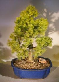 Dwarf Alberta Spruce Bonsai Tree<br><i>(Picea Glauca Conica)</i>