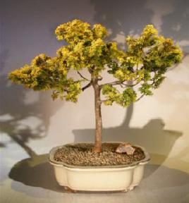 Golden Hinoki Cypress<br><i>(chamecyparis obtusa 'verdoni')</i>