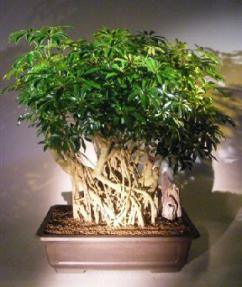 Golden Hawaiian Umbrella Bonsai Tree<br><i></i>Banyan Style<br><i>(arboricola schfflera)</i>