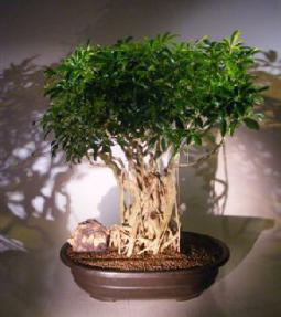 Hawaiian Umbrella Bonsai <br>Banyan Style<br><i>(arboricola schefflera)</i>