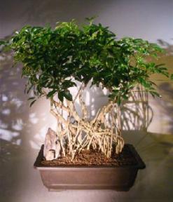 Hawaiian Umbrella Bonsai Tree<br>Banyan Style<br><i>(arboricola schefflera)</i>