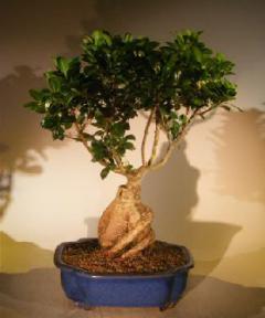 Ginseng Ficus Bonsai Tree<br><i>(Ficus Retusa)</i>