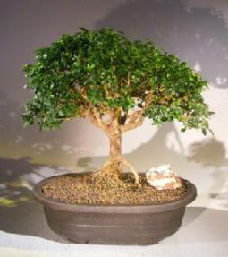 Japanese Kingsville Boxwood Bonsai Tree<br><i>(buxus microphylla compacta)</i>