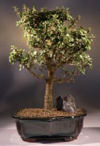 Baby Jade Bonsai Tree<br><i>(portulacaria afra)</i>