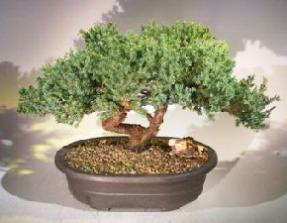 Juniper Windswept <br> <i> (juniper procumbens 'nana') </i>