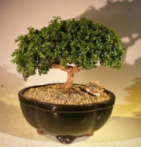 Japanese Kingsville Boxwood Bonsai Tree<br><i>(buxus microphylla compacta)</i>