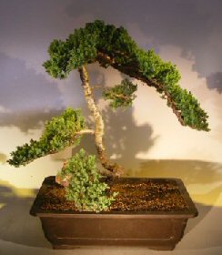 Juniper Bonsai Tree - Trained<br><i></i>(juniper procumbens nana)