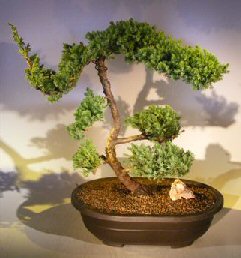 Juniper Bonsai Tree - Trained <br><i></i>(juniper procumbens nana) 