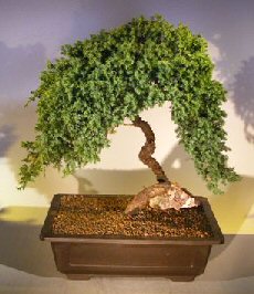 Juniper Bonsai Tree - Trained <br><i></i>(juniper procumbens nana)