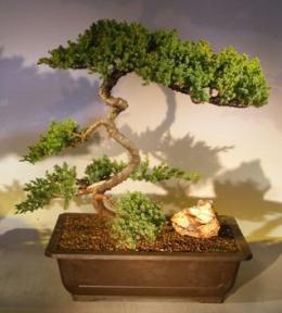 Juniper Bonsai Tree - Trained <br><i></i>(juniper procumbens nana) 