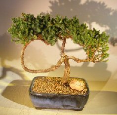 Juniper Bonsai Tree - Trained <br><i></i>(juniper procumbens nana) 