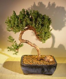 Juniper Bonsai Tree - Trained <br><i></i>(juniper procumbens nana) 