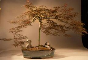 Japanese Red Maple Bonsai Tree<br><i>(acer palmatum 'red feather')</I>