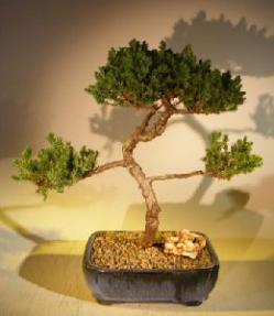 Juniper Bonsai Tree - Trained <br><i></i>(juniper procumbens nana) 