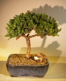 Juniper Bonsai Tree - Trained <br><i></i>(juniper procumbens nana) 