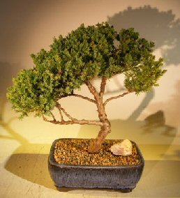 Juniper Bonsai Tree - Trained <br><i></i>(juniper procumbens nana) 