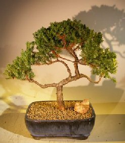 Juniper Bonsai Tree - Trained <br><i></i>(juniper procumbens nana) 