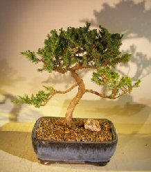 Juniper Bonsai Tree - Trained <br><i></i>(juniper procumbens nana) 