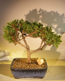 Juniper Bonsai Tree - Trained <br><i></i>(juniper procumbens nana) 