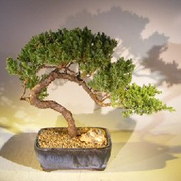 Juniper Bonsai Tree - Trained <br><i></i>(juniper procumbens nana) 