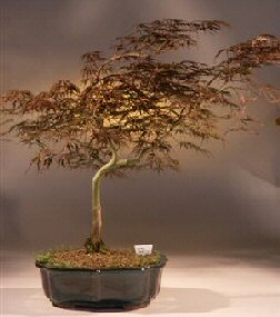 Japanese Red Maple Bonsai Tree<br><i>(acer palmatum 'inaba shidare')</i>