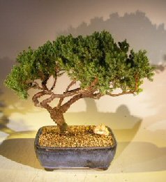 Juniper Bonsai Tree - Trained <br><i></i>(juniper procumbens nana) 